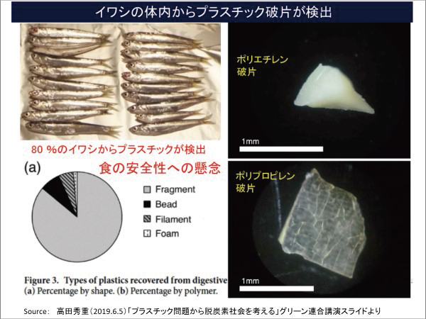 イワシの体内からプラスチックは破片が検出された写真