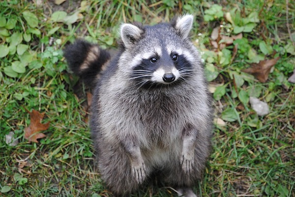 アライグマの写真